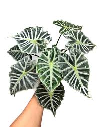Houseplant: Alocasia Mandalay